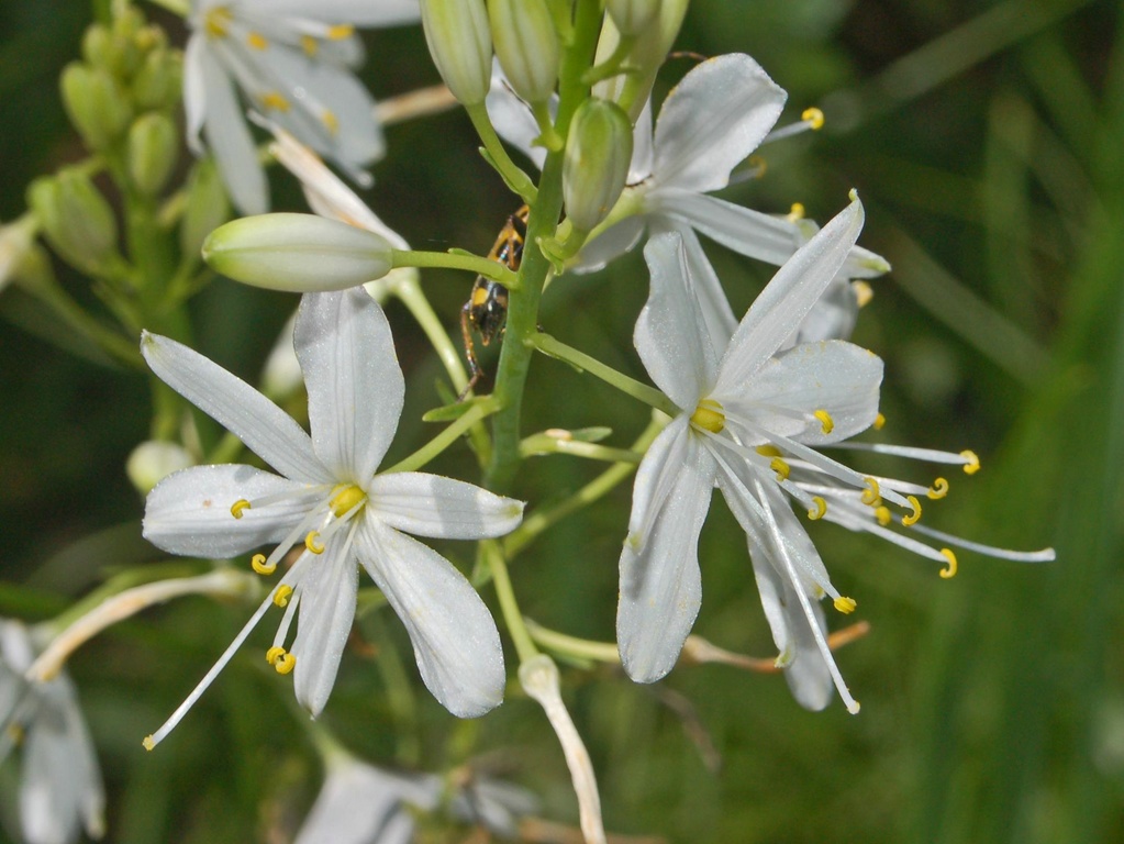 Anthericum ramosum / Lilioasfodelo minore